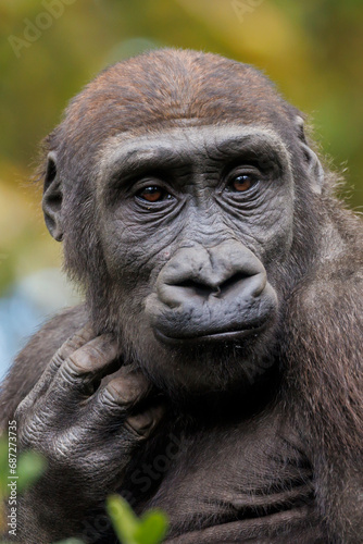 The western lowland gorilla (Gorilla gorilla gorilla) © Edwin Butter