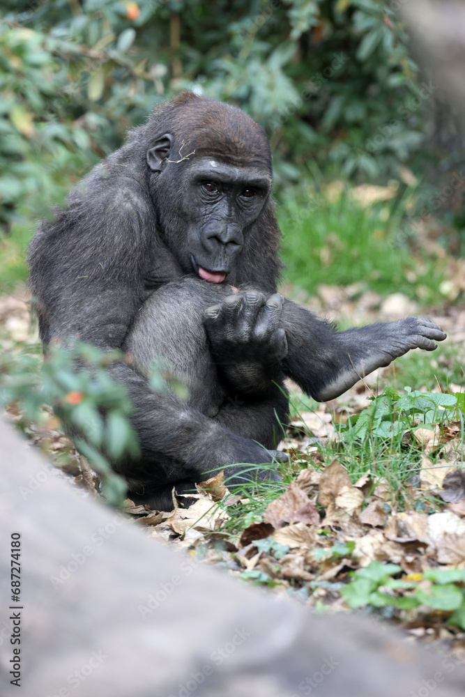 Naklejka premium The western lowland gorilla (Gorilla gorilla gorilla)