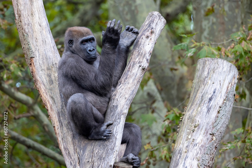 The western lowland gorilla  Gorilla gorilla gorilla 