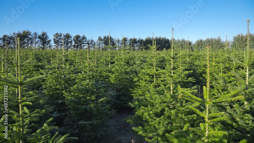 Plantation with green christmas firs