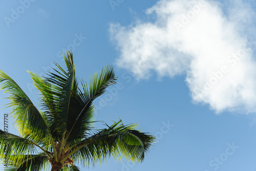 Tropical Island Vacation with Palm Trees and Blue Skies