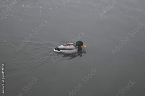 Male mallard duck, portrait of a duck with reflection in clean lake water