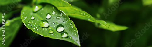 A water droplet on a vibrant green leaf the concept of hydration 