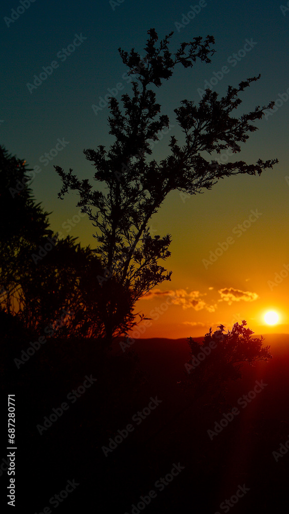A tree with a sunset in the background A tree with a sunset in the background