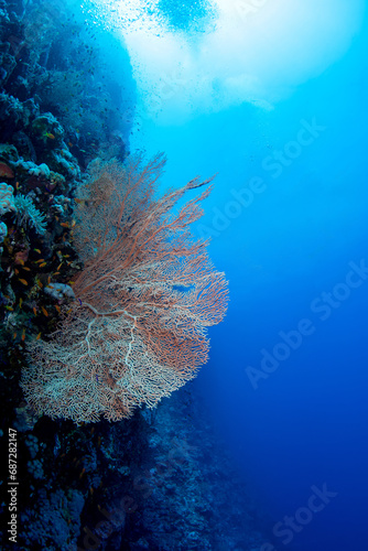 Beautiful pinkish gorgonian coral on a vertical slope of the coral reef in St Johns Reef  Egypt