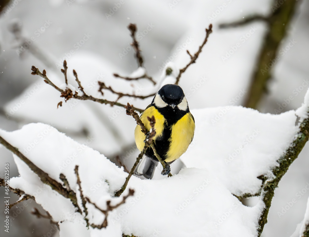 yellow tit on a tree in winter. yellow tit on a tree in winter.