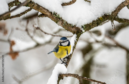 yellow tit on a tree in winter.