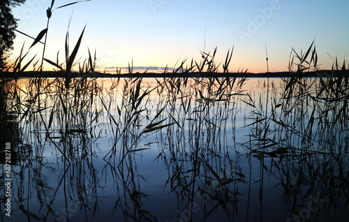 Beach grass