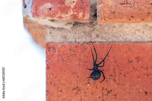 Close-up shot of a black widow spider hanging from its web on the corner of a red brick wall.