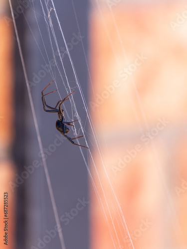 A black widow spider walks along its web in front of a brick and wrought iron wall. Isolated subject with blurred background.