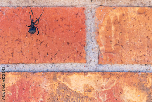 A close-up of a black widow spider on a red brick wall