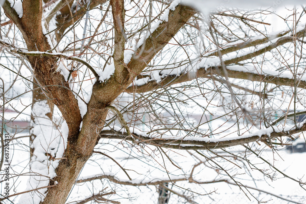 Tree branches covered with snow. Tree branches covered with snow.