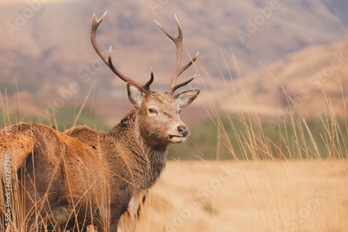 Wildlife portrait of a Scottish Red Deer (Cervus elaphus scoticus) stag in the mountain countryside of Glen Etive in the Scottish Highlands, Scotland. © Stephen