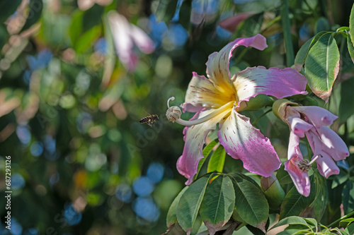 Flowers of the thread silk tree and honey bee (botanical name: Chorisia speciosa). Gazipasa, Antalya, Turkey photo