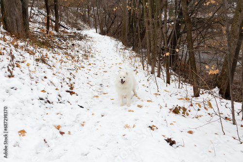 Selective focus horizontal view of gorgeous samoyed dog walking unleashed outdoors in snowy forest path