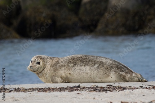 harbor seal resting on the beach