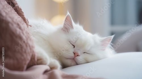 Cute cat sleeping resting at cozy home wallpaper background