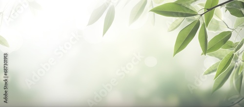 Blurred background with bokeh natural leaves on white wall Shadow effect for foliage banner layout Copy space image Place for adding text or design