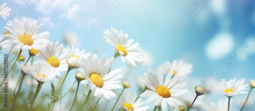 Blurred spring floral background with daisies and blue sky Copy space image Place for adding text or design