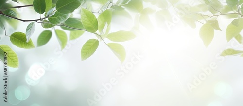 Blurred background with bokeh natural leaves on white wall Shadow effect for foliage banner layout Copy space image Place for adding text or design photo