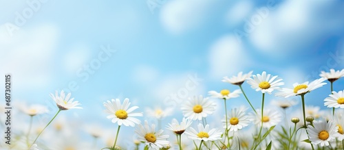 Blurred spring floral background with daisies and blue sky Copy space image Place for adding text or design © Gular