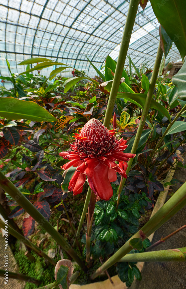 Fototapeta premium Plants and flowers in the greenhouses of Auteuil botanical garden