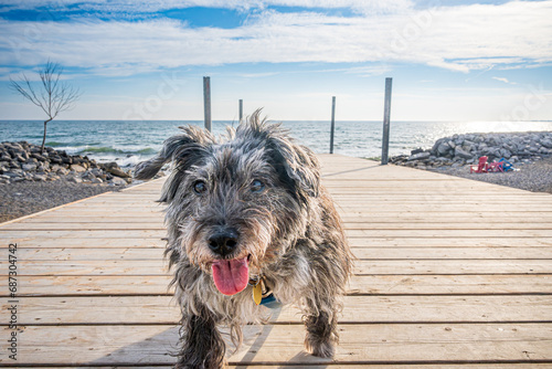 cute older small dog walks toward camera on a dock attached to a victorian lifeguard station shot in toronto beach neighbourhood