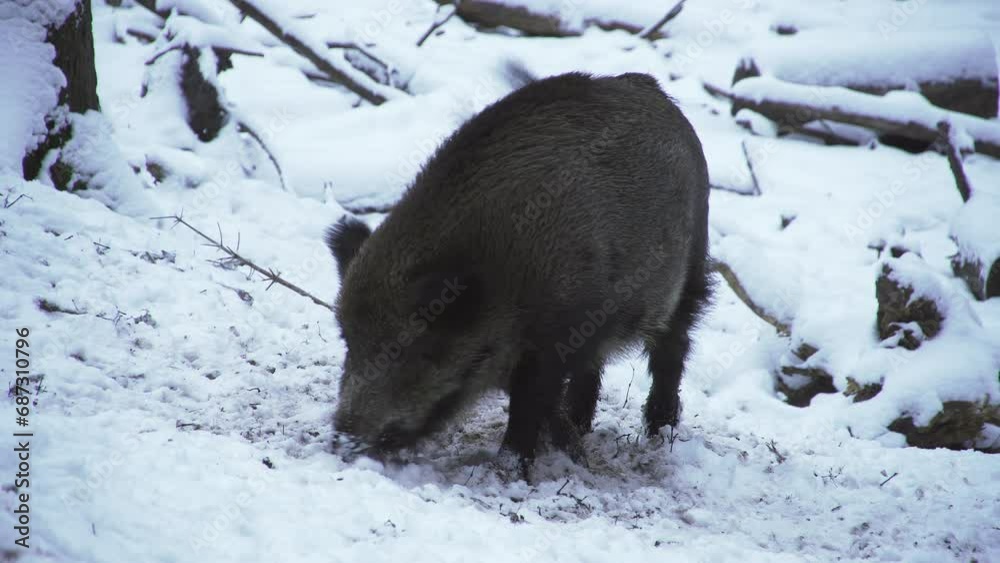 Wild boar, Sus scrofa, in winter, looking for food in the snow. Close-up. European nature. Winter in nature. Wild animal head. On a deep snow, cold winter morning, wild animal forage. Wild boar, Sus scrofa, in winter, looking for food in the snow. Close-up. European nature. Winter in nature. Wild animal head. On a deep snow, cold winter morning, wild animal forage.