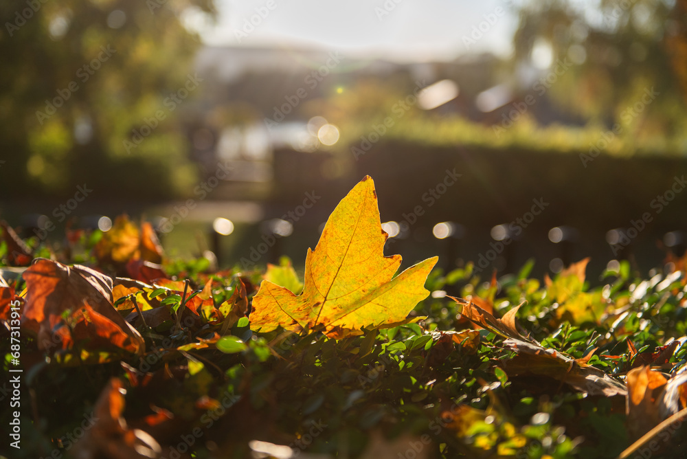 Obraz premium Red and yellow leaves in sunny autumn day.