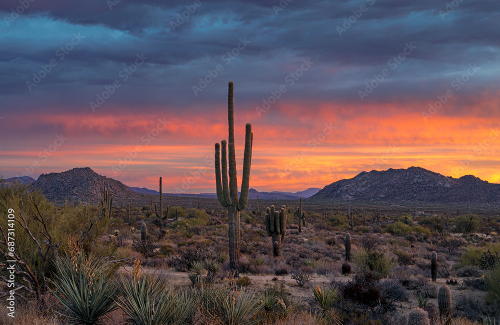 Vibrant Arizona Sonoran Desert Landscape At Sunrise Time Near Phoenix 