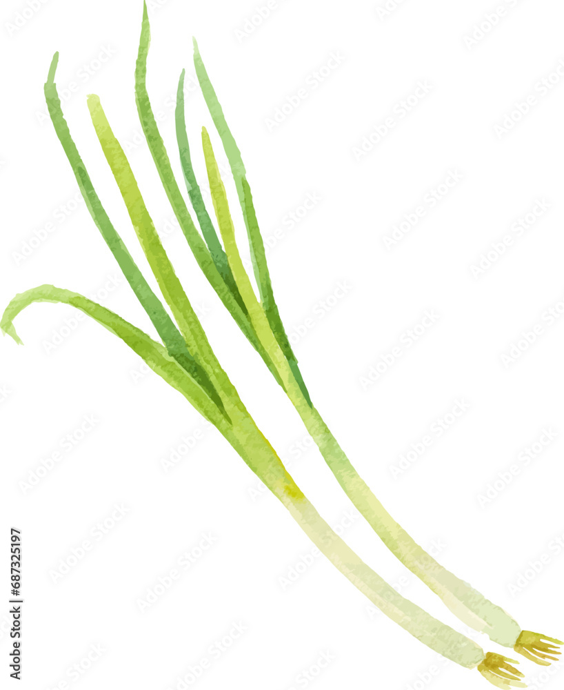 Watercolor painted scallion. Hand drawn fresh food design element isolated on white background. Watercolor painted scallion. Hand drawn fresh food design element isolated on white background.