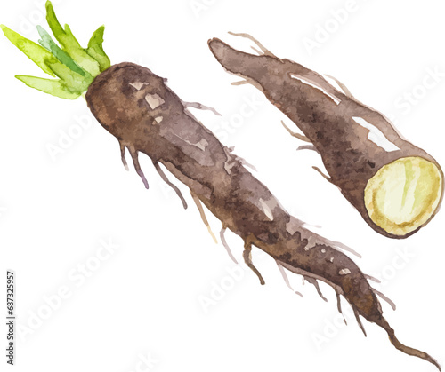 Watercolor painted black salsify root. Hand drawn fresh food design element isolated on white background.