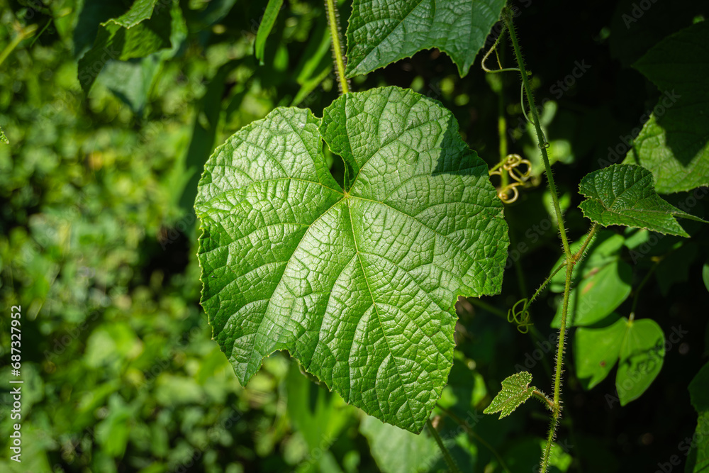 close up of Sicyos angulatus (bur cucumber) leaves with blurred green background. close up of Sicyos angulatus (bur cucumber) leaves with blurred green background.