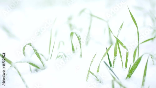 The green grass of creeping wheatgrass in the snow sways in the wind. Macro photography of a city lawn after freshly fallen snow.