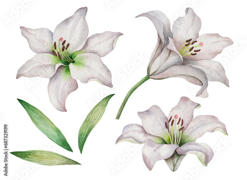  Watercolor set of white lilies, hand drawn illustration of flowers isolated on a white background.