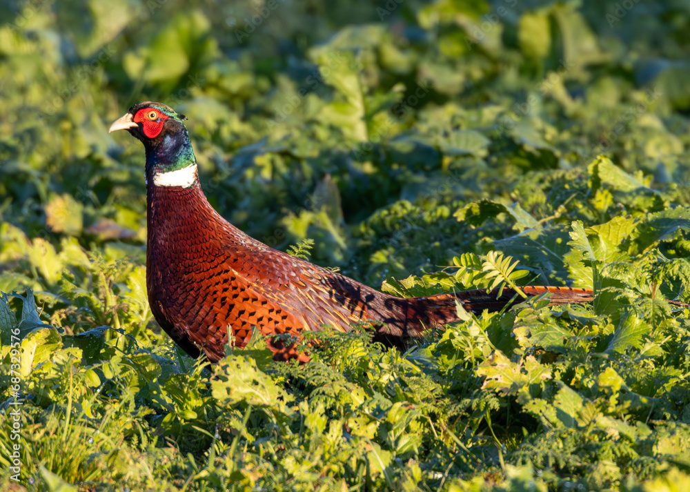Fototapeta premium male cock pheasant strutting in the field