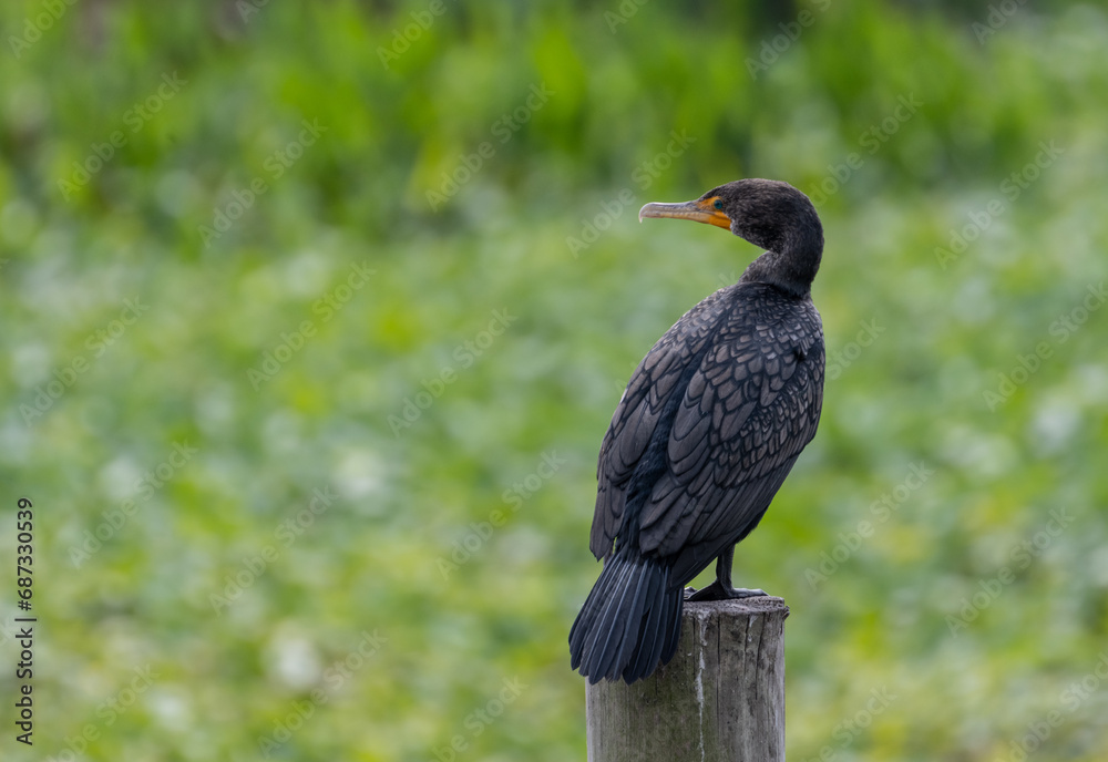 Obraz premium Double-crested Cormorant Sits On Pylon Looking Left Toward Copy Space