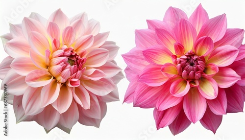 pink flower dahlia on a white background with clipping path closeup for design dahlia