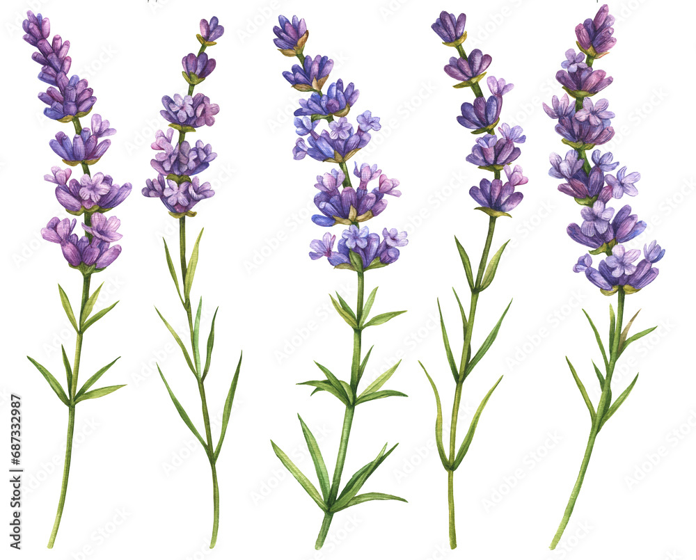 Naklejka premium Watercolor lavender, floral illustration. Hand drawn set of purple flowers isolated on a white background.