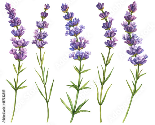 Watercolor lavender  floral illustration. Hand drawn set of purple flowers isolated on a white background.