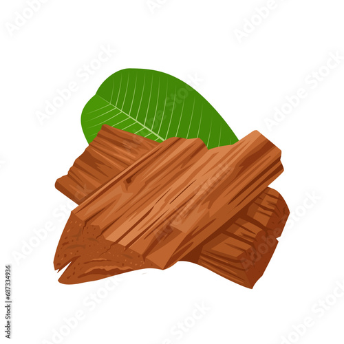 Vector illustration, Pterocarpus marsupium, also known as Malabar kino, Indian kino, Vijayasar, or Venkai, isolated on white background.