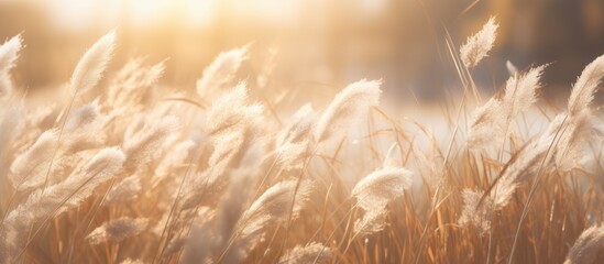 pampas grass in a field in the sun. banner