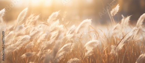 pampas grass in a field in the sun. banner photo