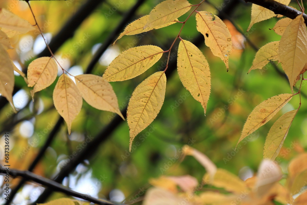 Fototapeta premium 日本の秋の風景、紅葉