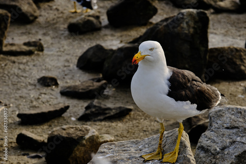 The Pacific gull  Larus pacificus  is a very large gull  native to the coasts of Australia. It is moderately common between Carnarvon in the west  and Sydney in the east  although it has become scarce