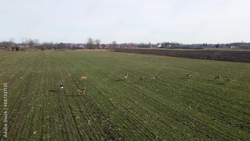 Adorable fawns run through green agricultural field in Ub, Serbia Adorable fawns run through green agricultural field in Ub, Serbia