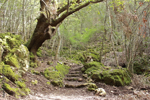 The entrance into the forest