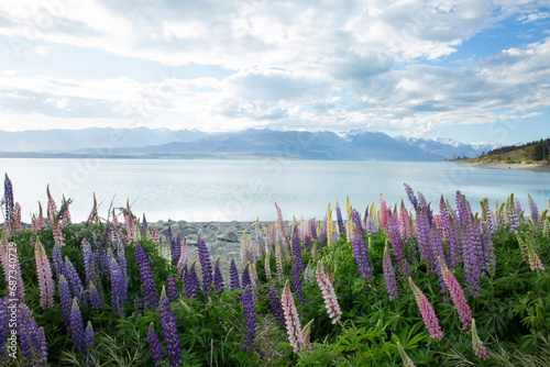Lupines over large mountains lake 