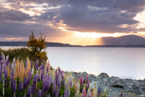 Clouds part for sunset over NZ lake with Lupines