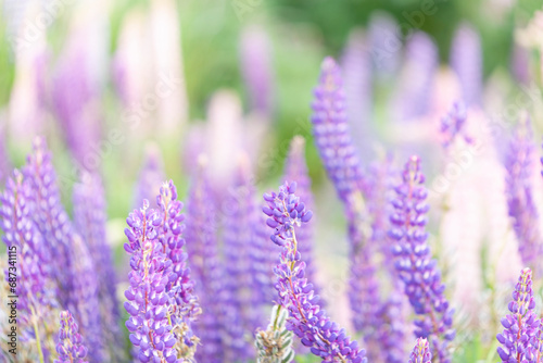 Close up of a lupine in a wider field of flowers  a closeup look of one of New Zealand s most beautiful invasive weeds 